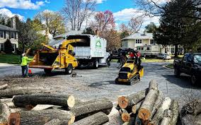 Best Tree Maintenance Programs  in Mattituck, NY