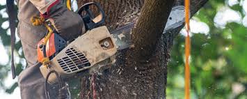 Lawn Pest Prevention in Mattituck, NY