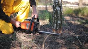 Best Root Management and Removal  in Mattituck, NY