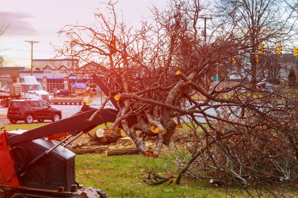 Best Arborist Consultation Services  in Mattituck, NY