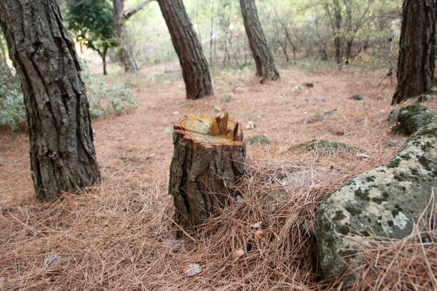 Best Seasonal Cleanup (Spring/Fall)  in Mattituck, NY