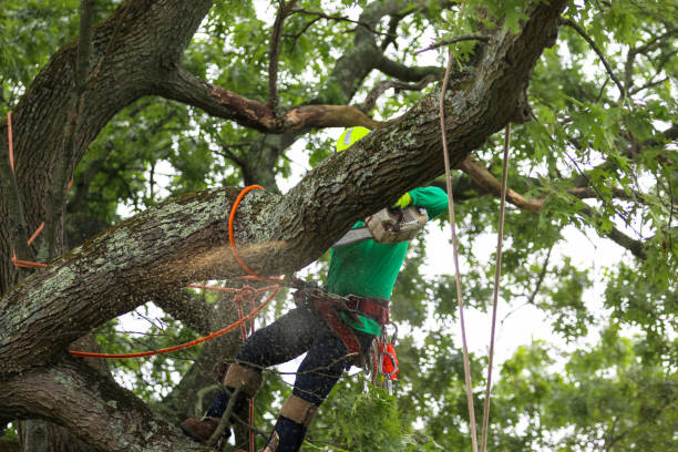 Best Emergency Tree Removal  in Mattituck, NY