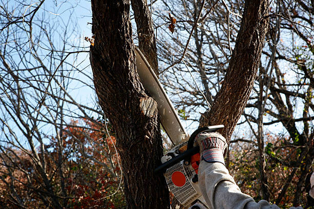 How Our Tree Care Process Works  in  Mattituck, NY