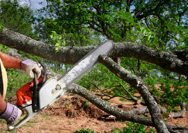 Best Tree Trimming and Pruning  in Mattituck, NY